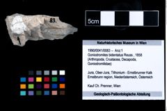 Foto (Objekt + Etikett) von Goniodromites bidentatus (Reuss, 1858)  (NHMW-GEO-1990-0041-0083)